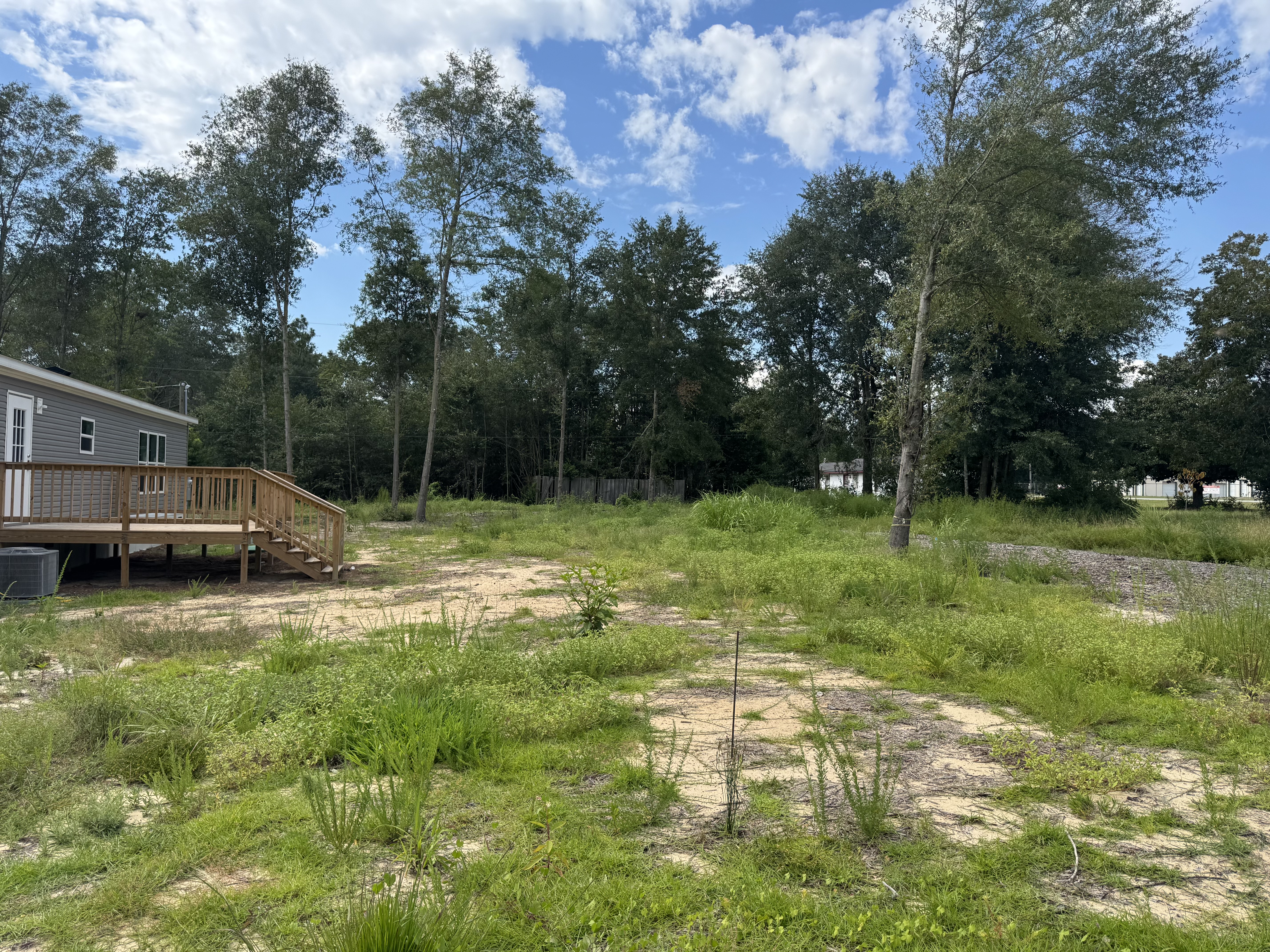 Lawn clean up (Before)