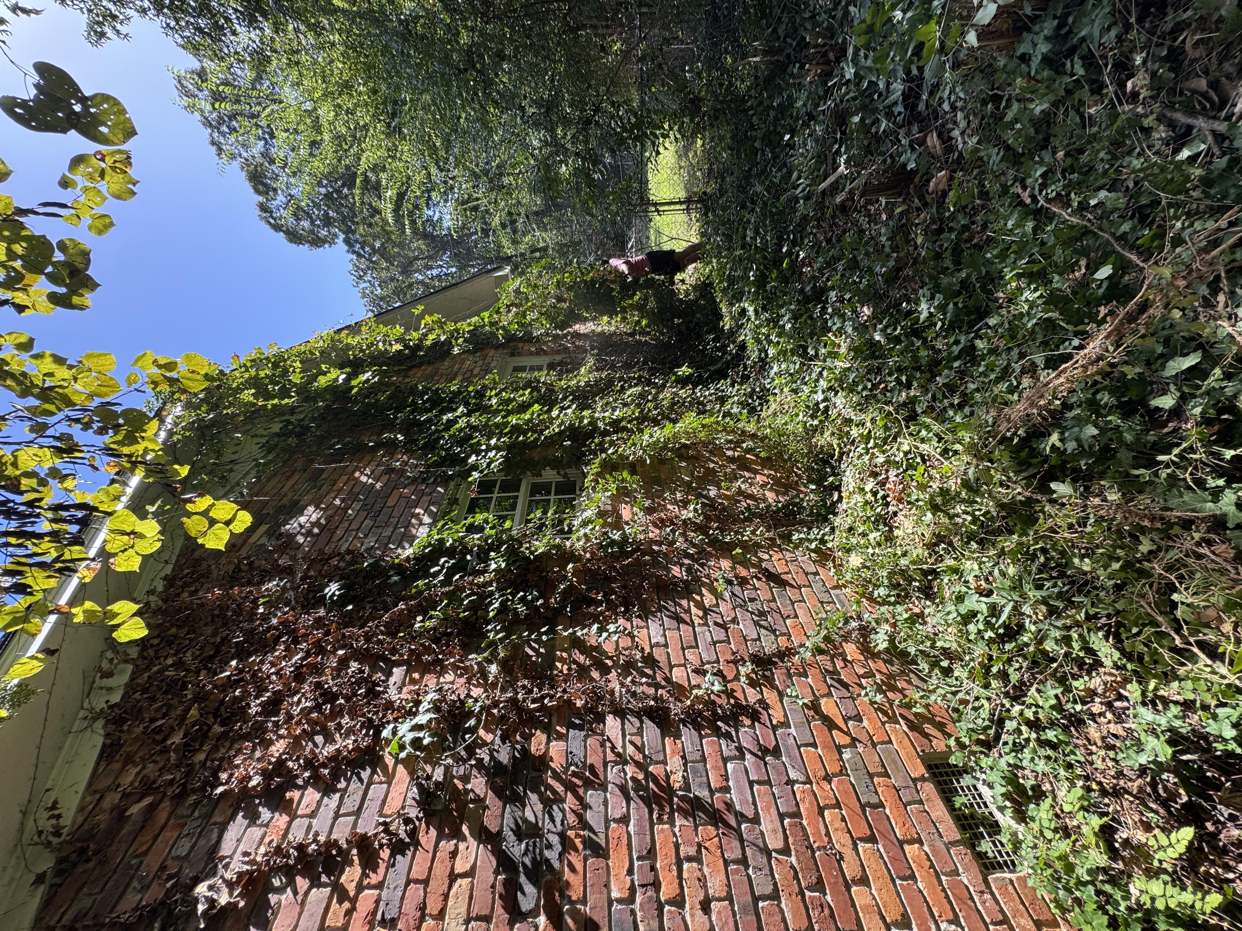 Overgrown vine removal (Before)